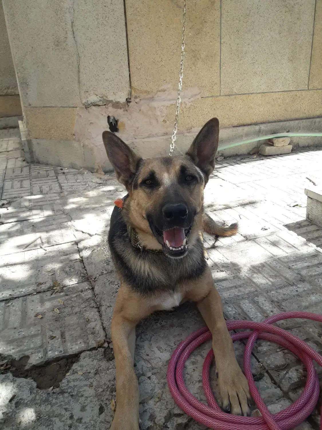 سگ ژرمن|سگ|اصفهان, کارلادان|دیوار