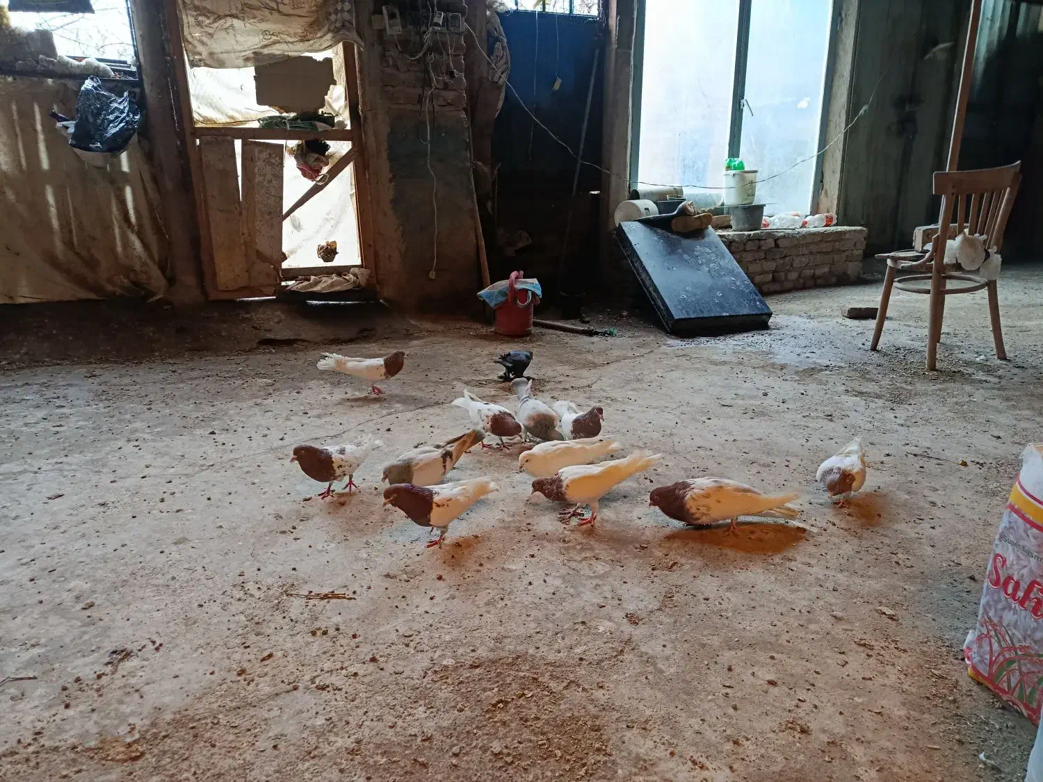 کبوتر|پرنده|تبریز, |دیوار