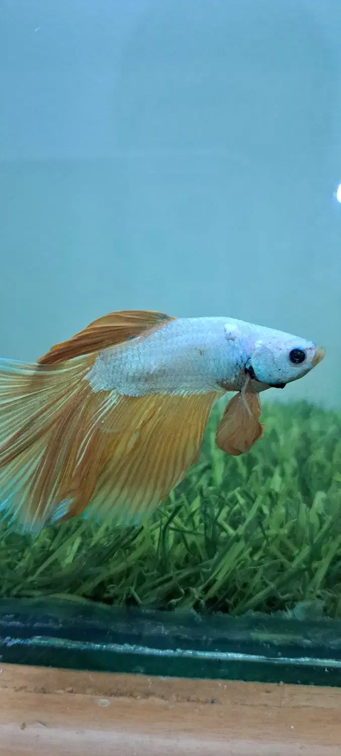 فایتر|ماهی|اصفهان, جلفا|دیوار