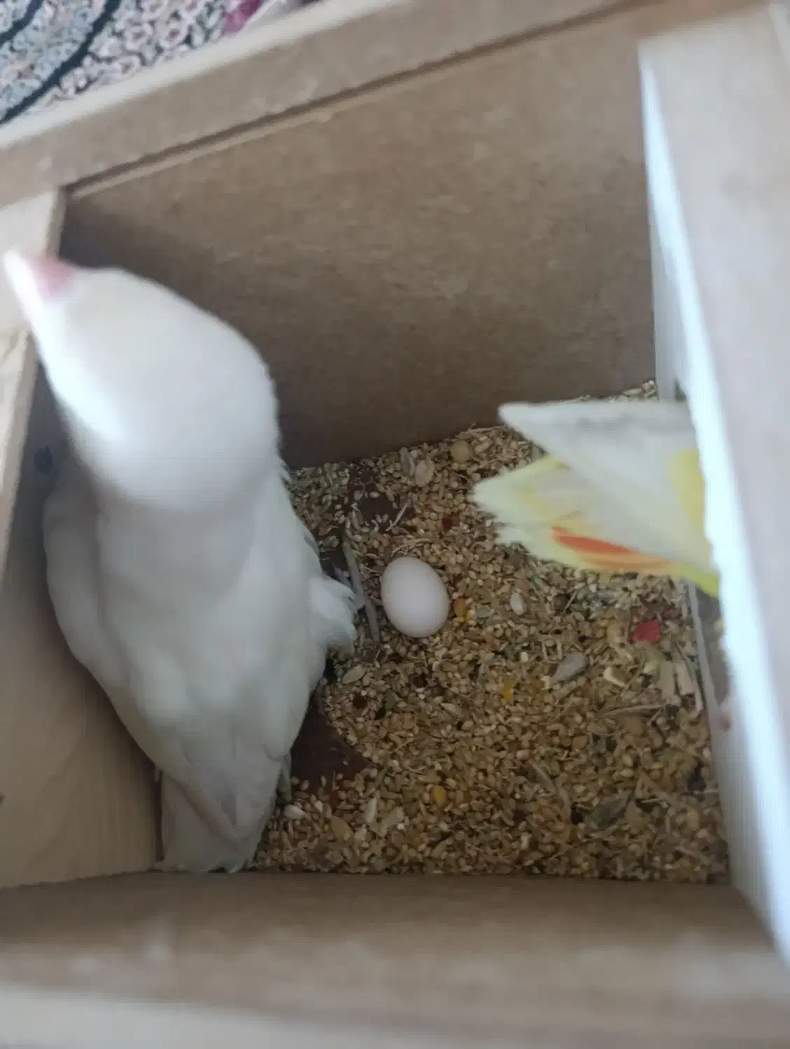 کوتوله مولد|پرنده|مبارکه, |دیوار