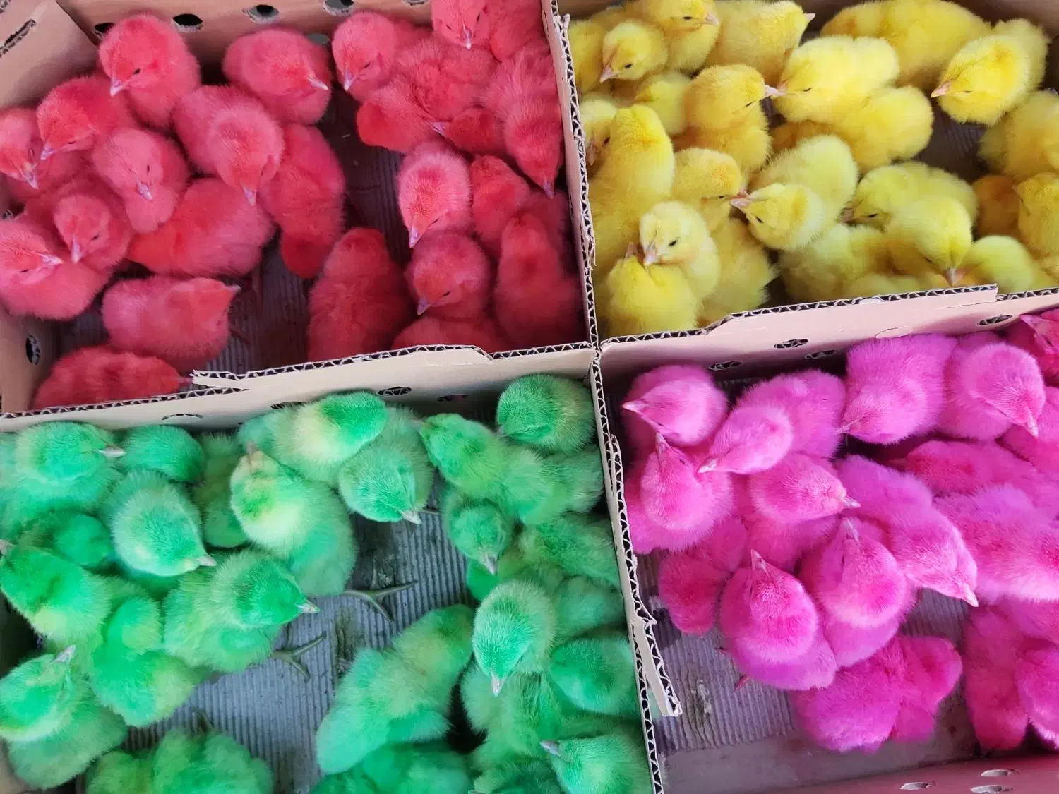 جوجه بوقلمون اردک غاز جوجه گوشتی راس رنگی محلی|حیوانات مزرعه|تهران, طیب|دیوار