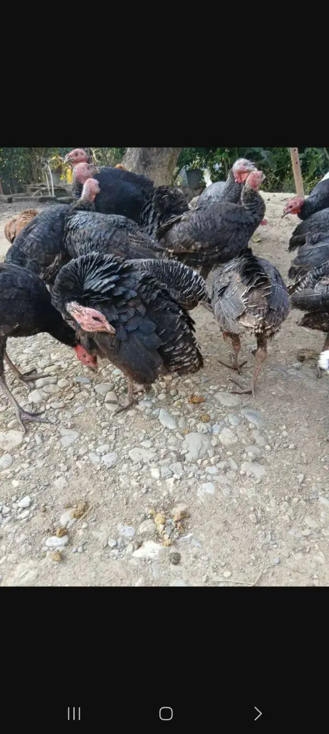 بقلمون|حیوانات مزرعه|ماکلوان, |دیوار