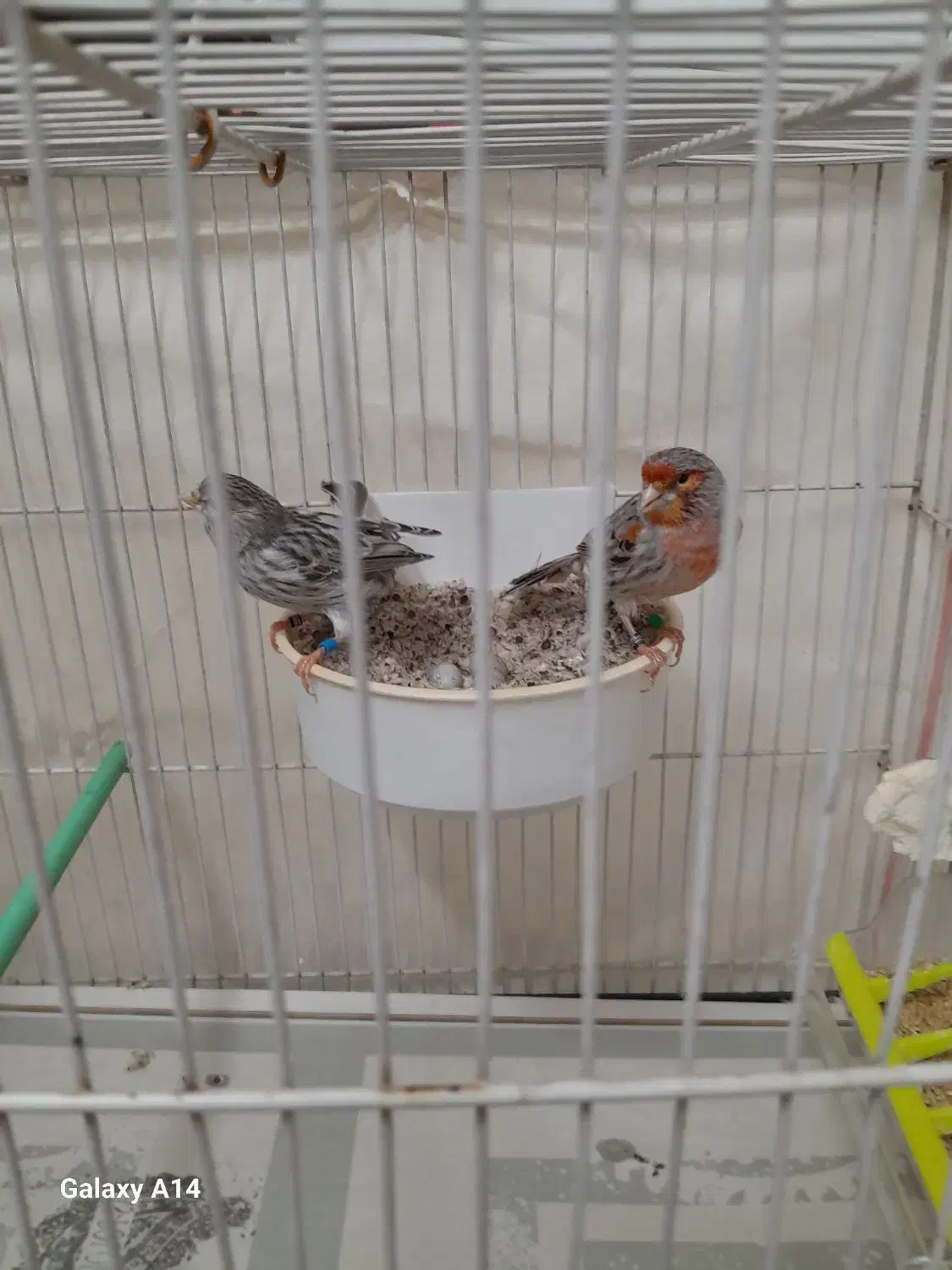 قناری|پرنده|مشهد, کارمندان دوم|دیوار