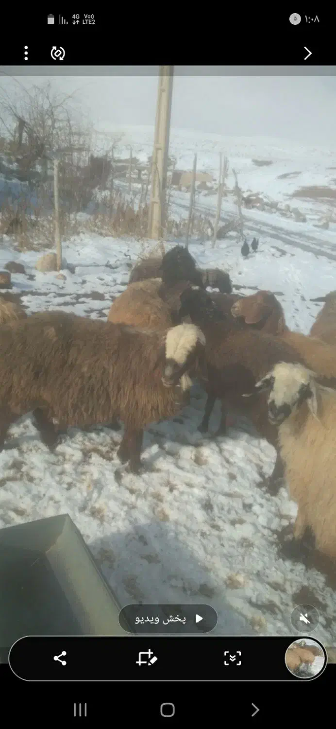 میش بره دار وابستن|حیوانات مزرعه|وردشت, |دیوار