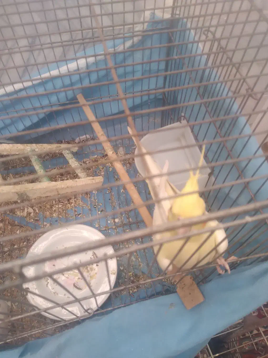 عروس هلندی|پرنده|کنگاور, |دیوار