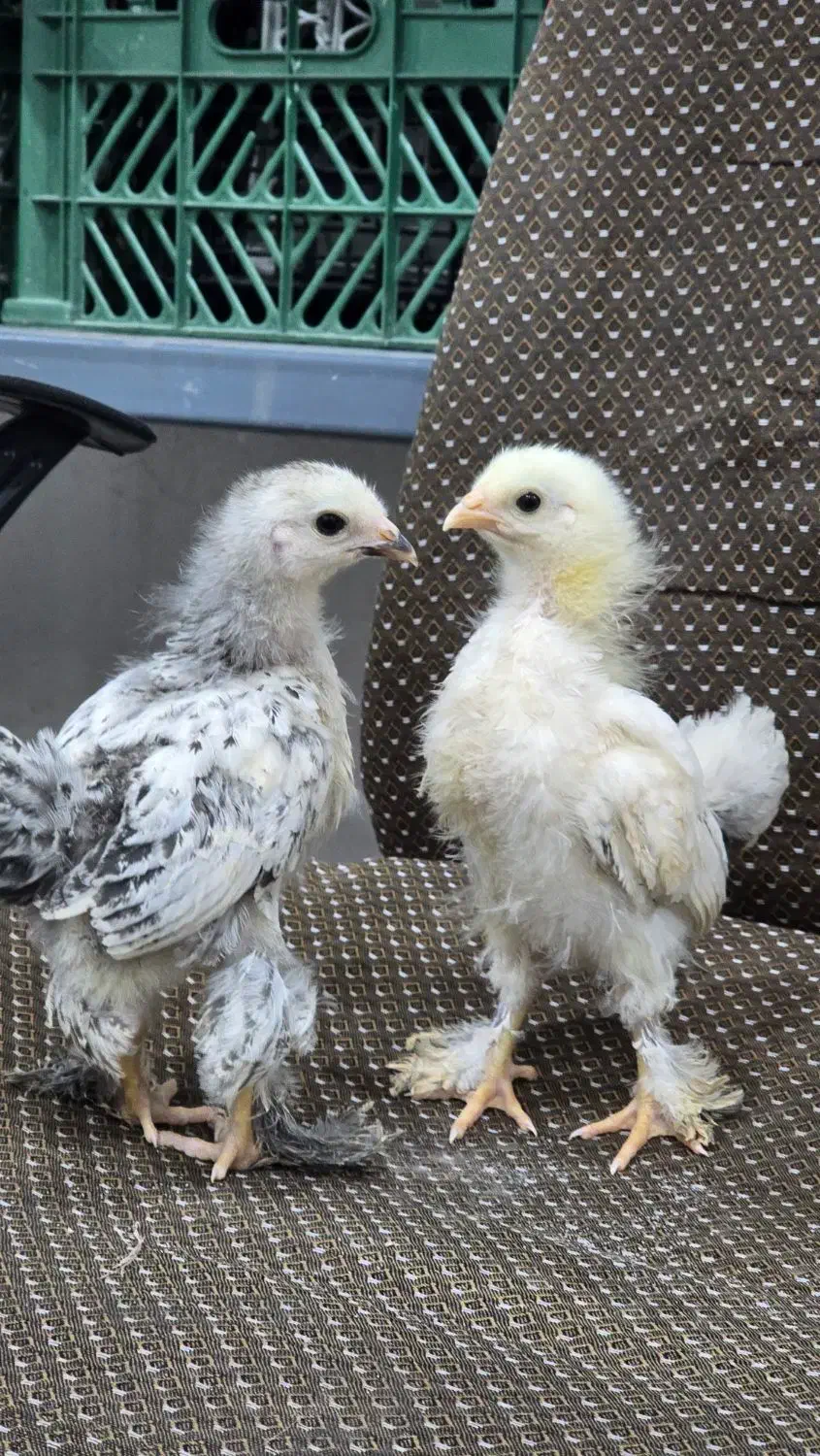 جوجه برهما لایت و پاتریچ اصیل|حیوانات مزرعه|یزد, |دیوار