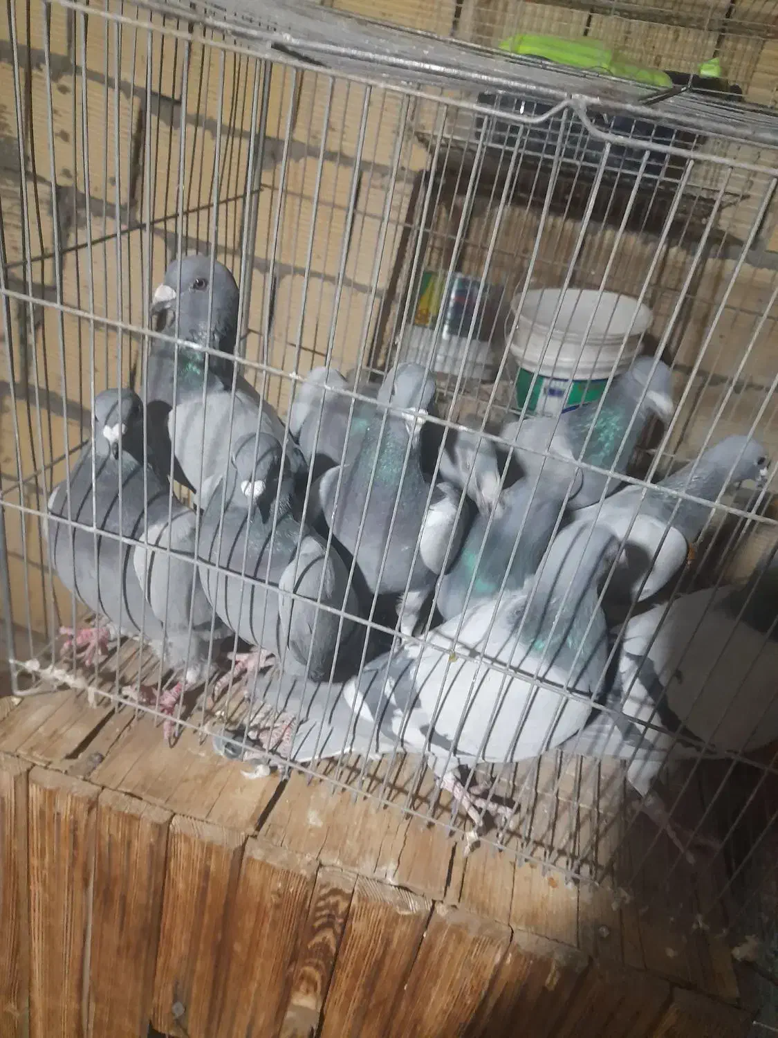 کبوتر پلاکی عربستان و جا اردن|پرنده|اصفهان, خواجو|دیوار