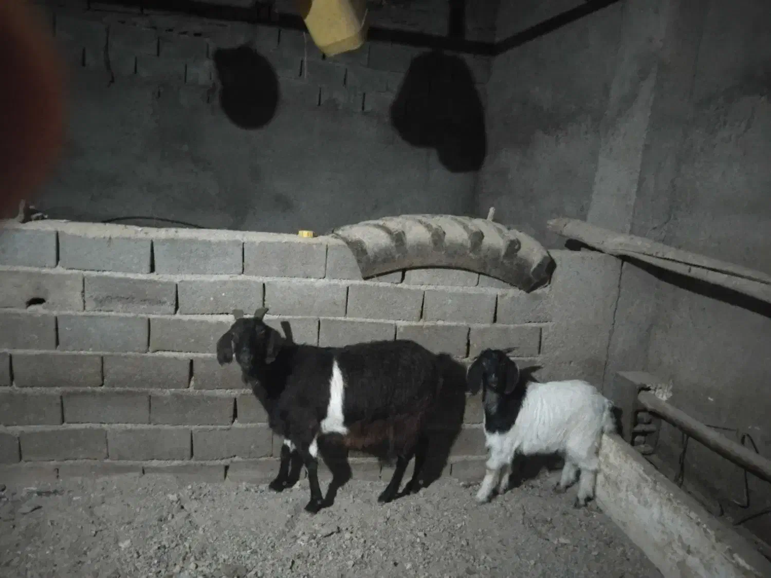 سلام خسته نباشید یک عددبزبزغاله|حیوانات مزرعه|شیروان (خراسان), |دیوار