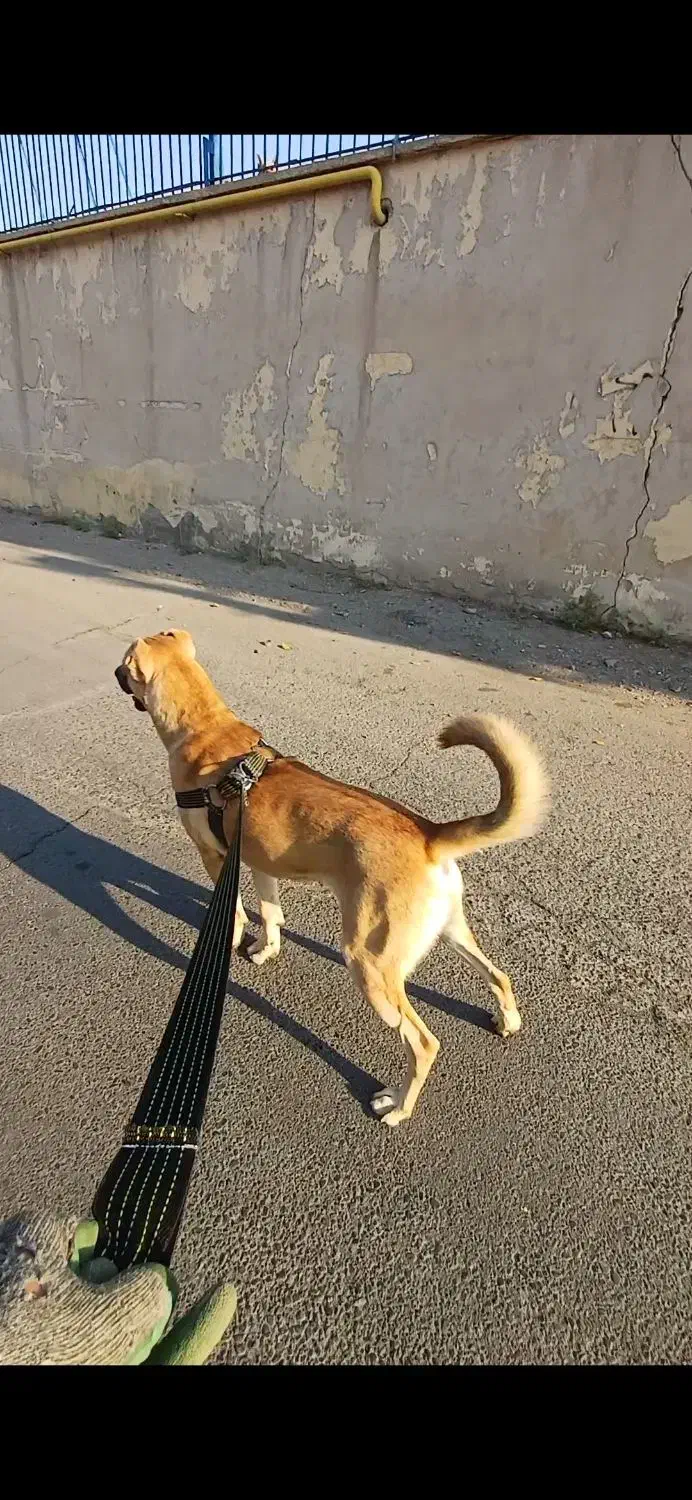 سگ سرابی|سگ|رباطکریم, شهرک صنعتی زوارهای|دیوار