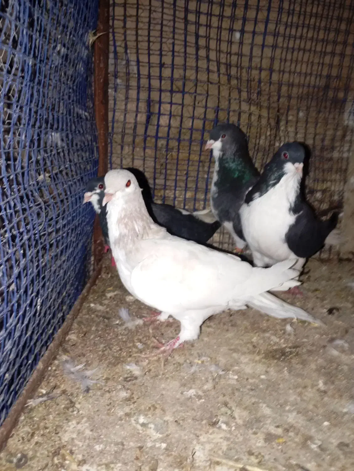 خوشرنگ|پرنده|بوئین زهرا, |دیوار