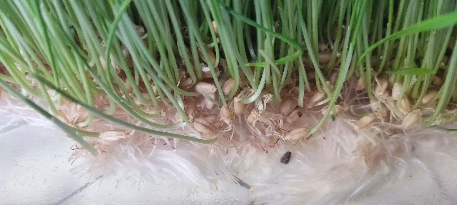 علوفه تازه مناسب دام و طیور|حیوانات مزرعه|سقز, |دیوار