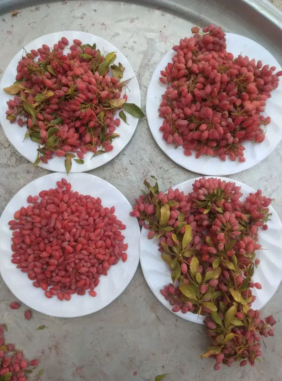 زرشک درجه یک قائنات مشهد وزعفران امروز تازه امده|خوردنی و آشامیدنی|قم, یخچال قاضی|دیوار