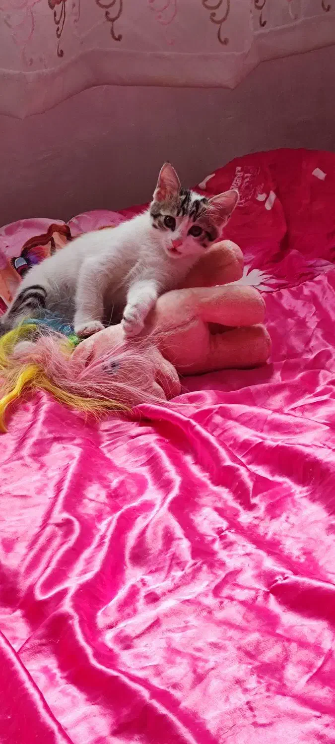 گربه|گربه|سراب, |دیوار