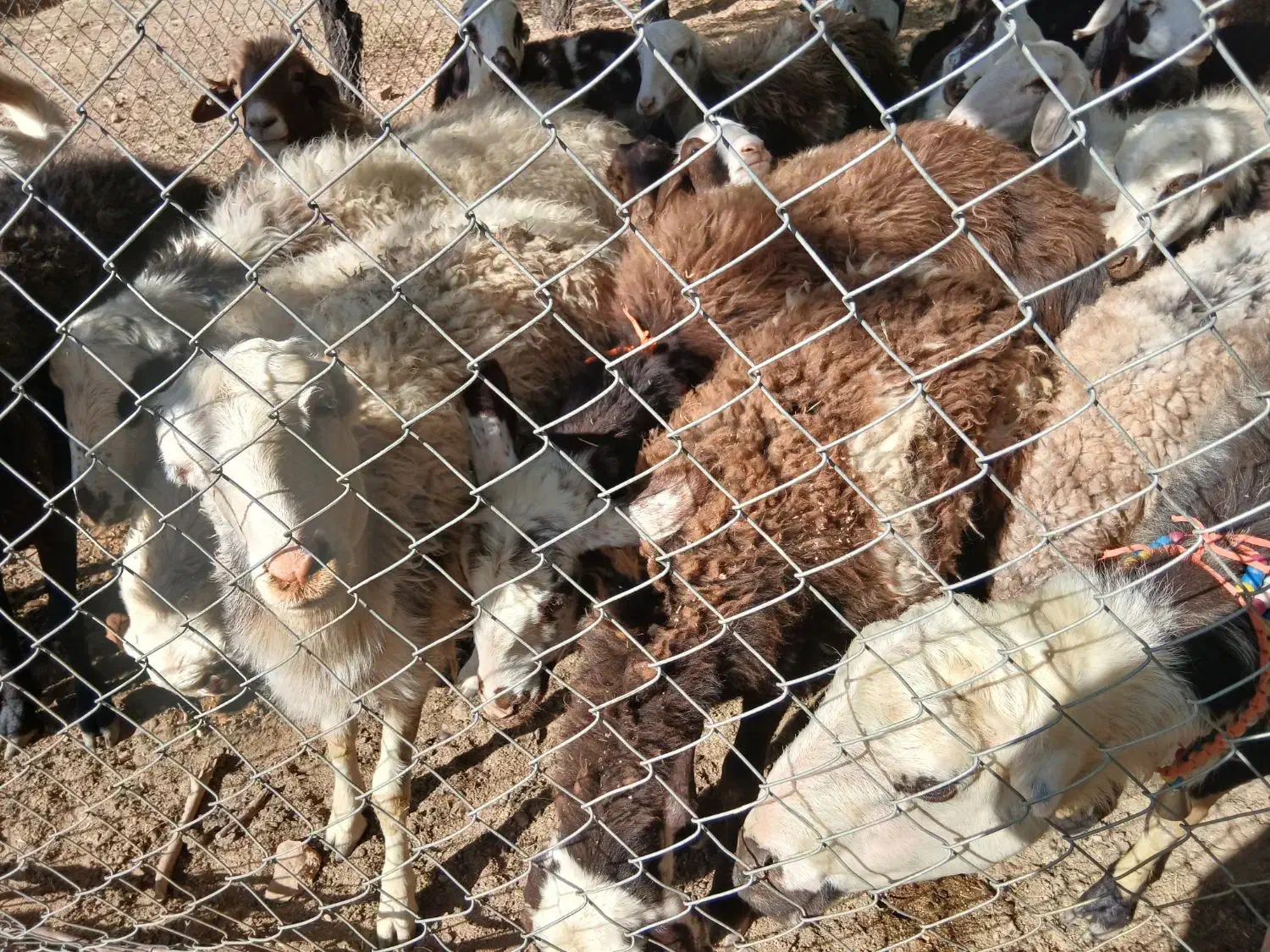 بره ماده پلنگی و یک راس شیشک قوچ|حیوانات مزرعه|شازند, |دیوار