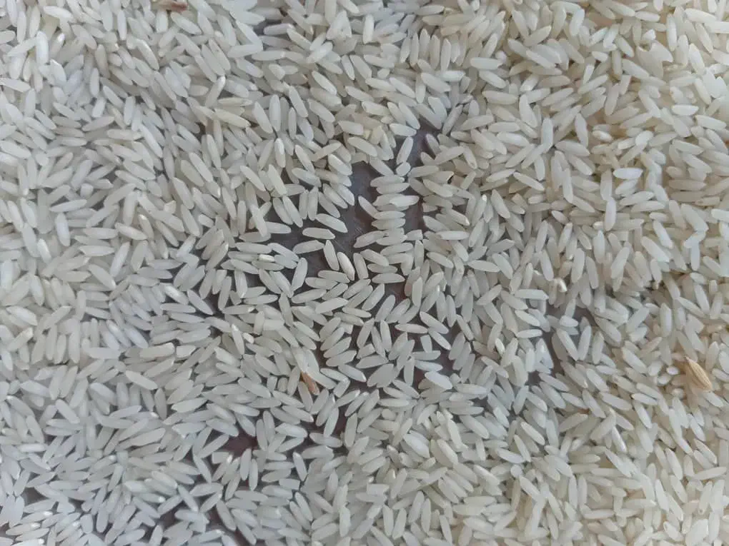 فروش بهنام کشت دوم|خوردنی و آشامیدنی|قائم‌شهر, |دیوار