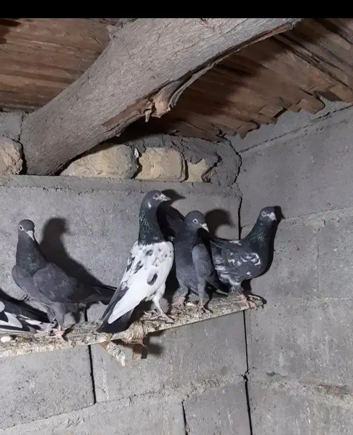 کفتر پاکستانی|پرنده|میناب, |دیوار