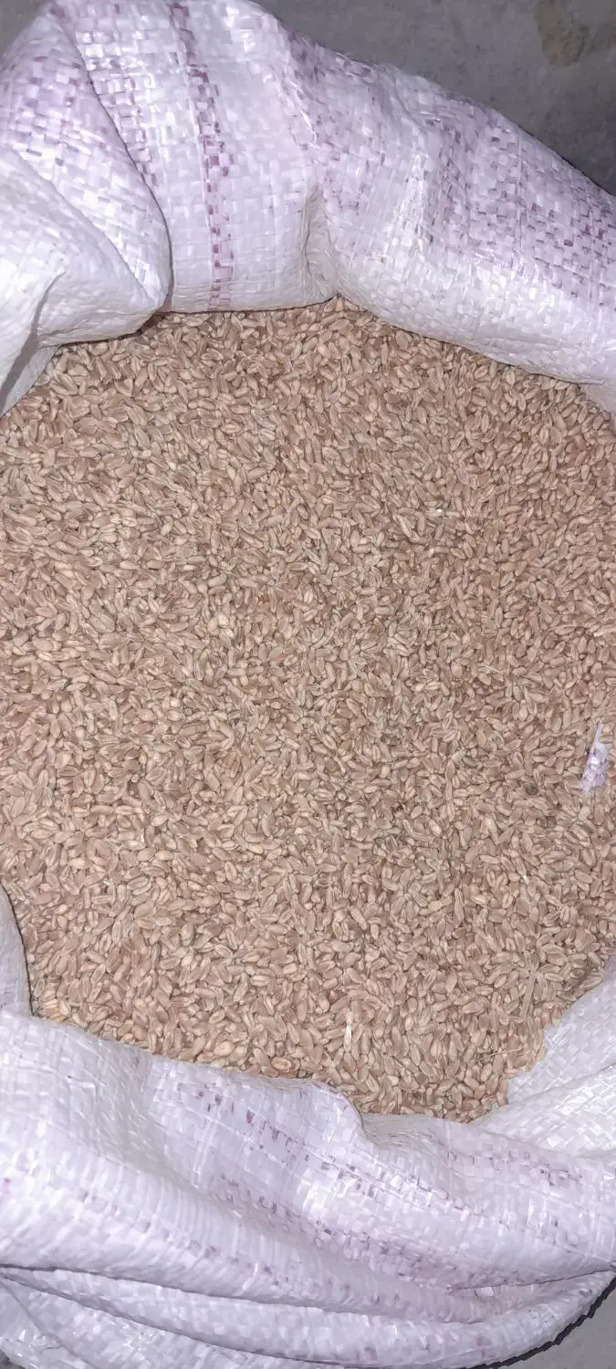 فروش بذر گندم نژاد میهن|لوازم جانبی حیوانات|خرمدره, |دیوار