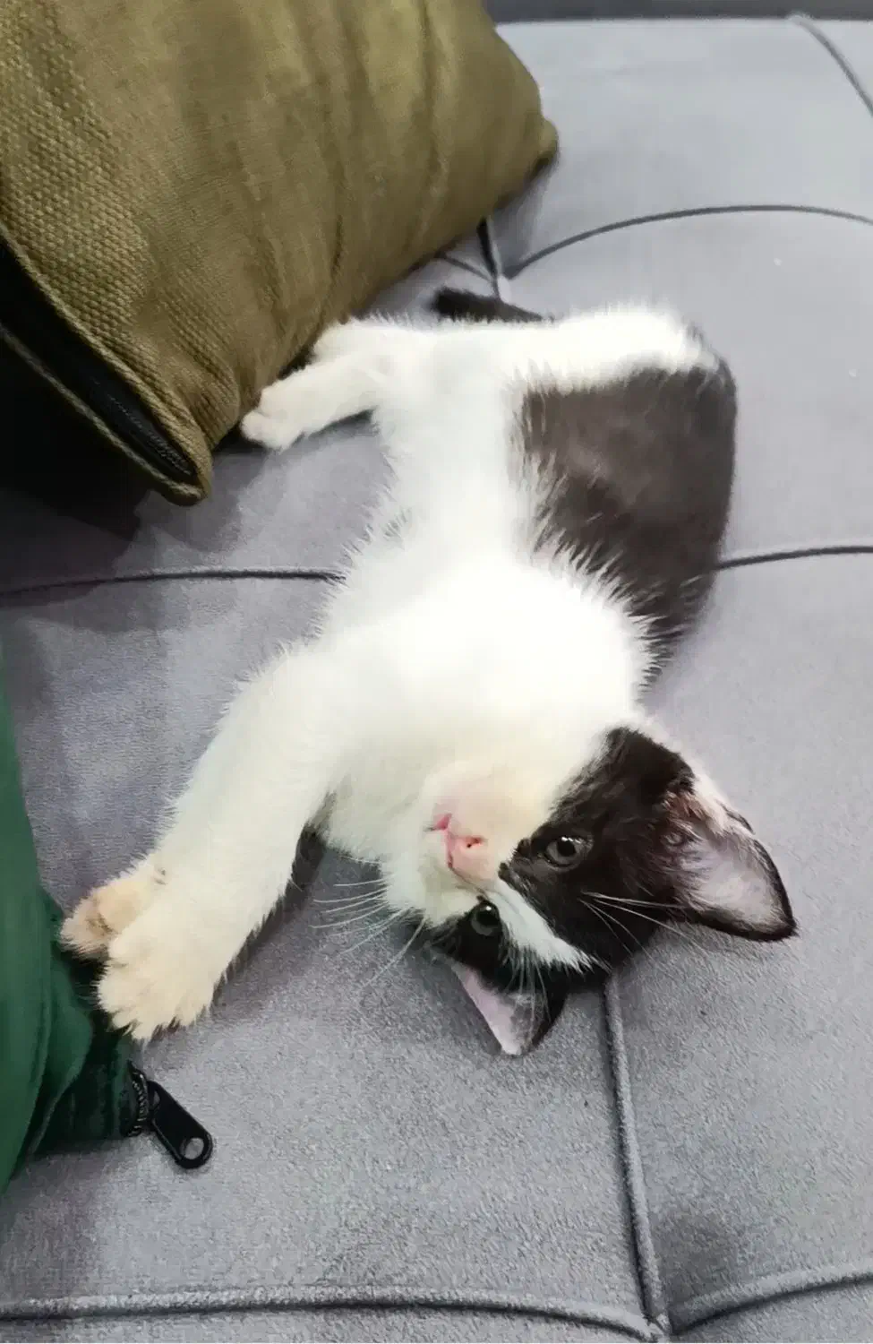 واگذاری بچه گربه بانمک|گربه|رودسر, |دیوار