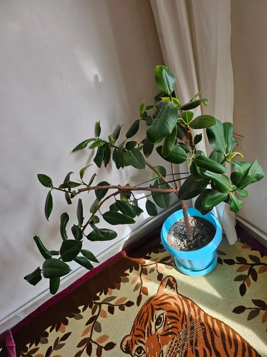 انواع گل|گل و گیاه طبیعی|تبریز, |دیوار