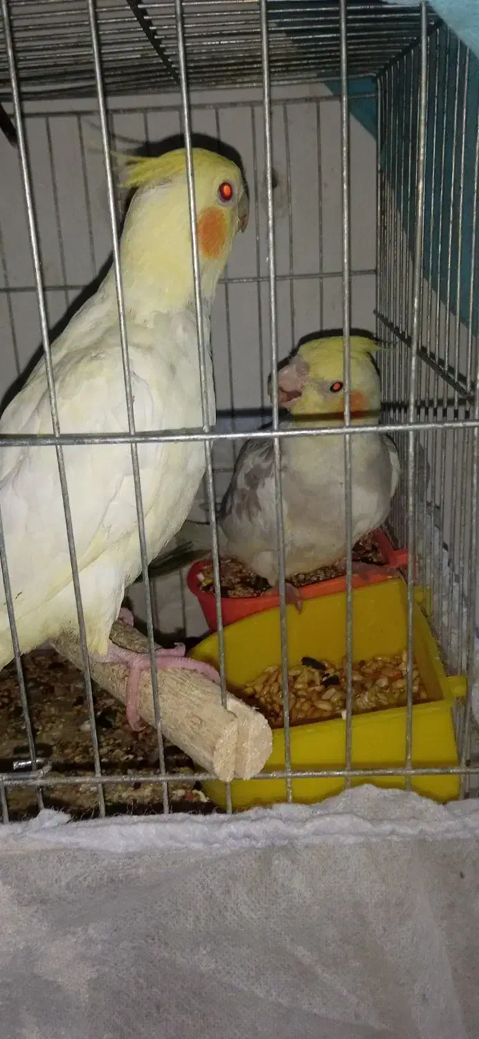 یک جفت مولد مرغ عشق انگلیسی و دو عدد عروس هلندی|پرنده|هشتگرد, هشتگرد قدیم|دیوار