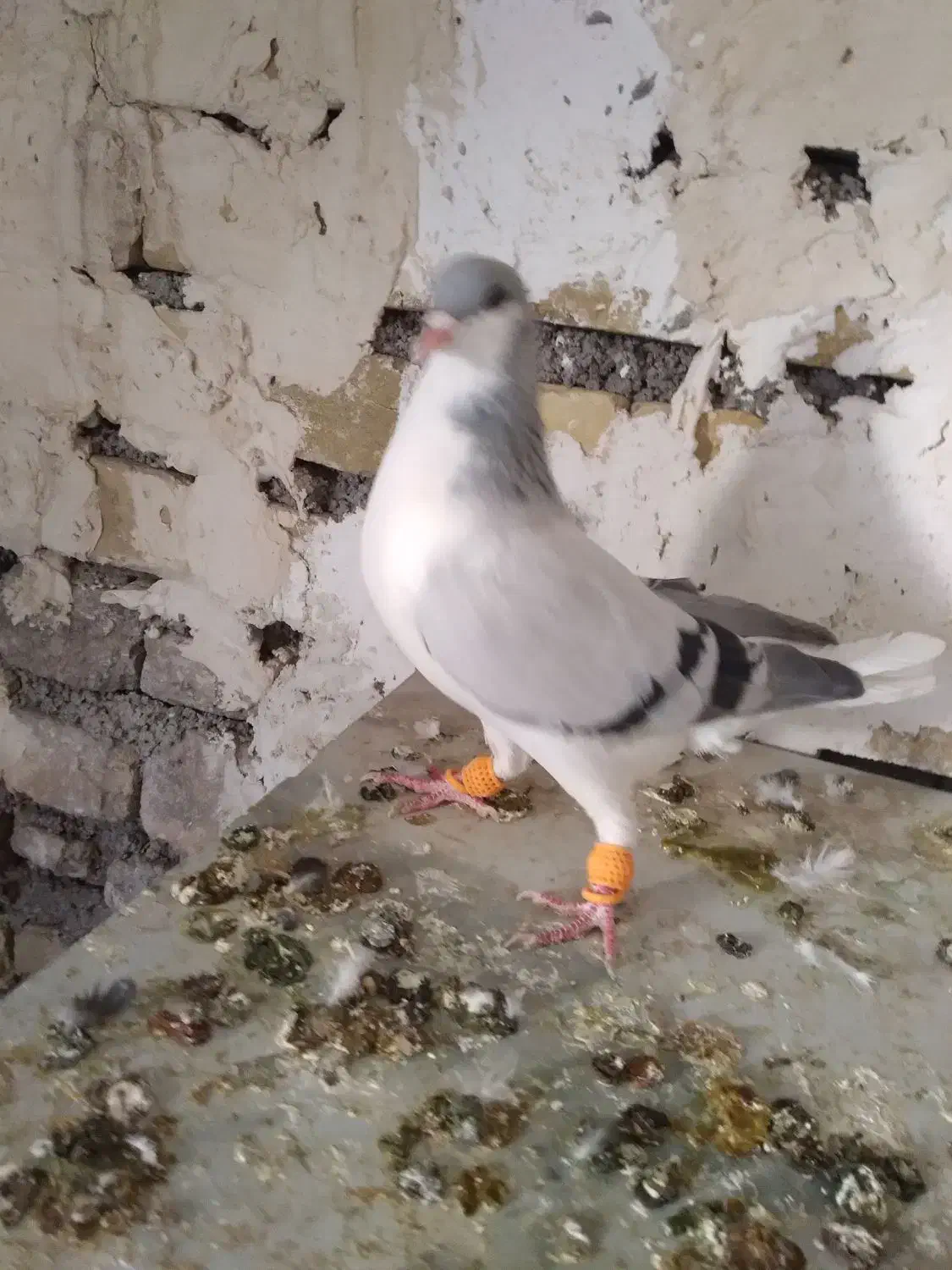 بدرنگ نر  جوان پر آخر|پرنده|تاکستان, |دیوار