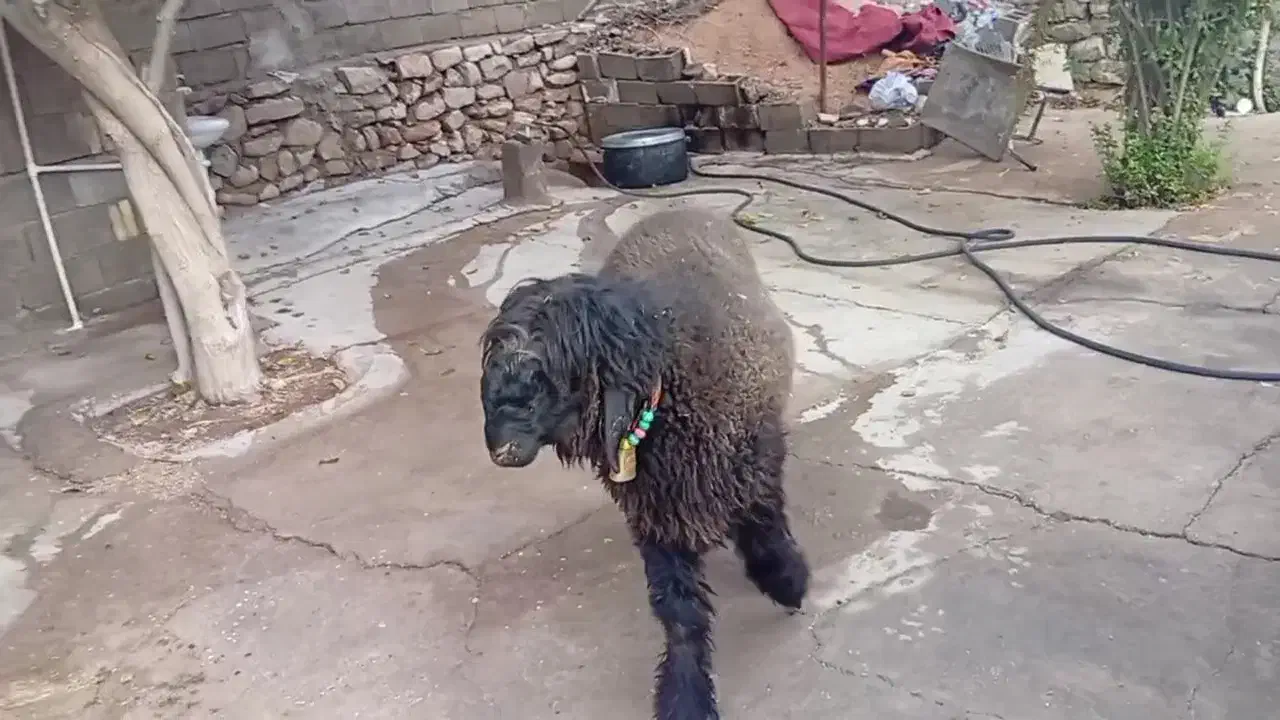 بره داشتی درجه یک|حیوانات مزرعه|مسجد سلیمان, |دیوار