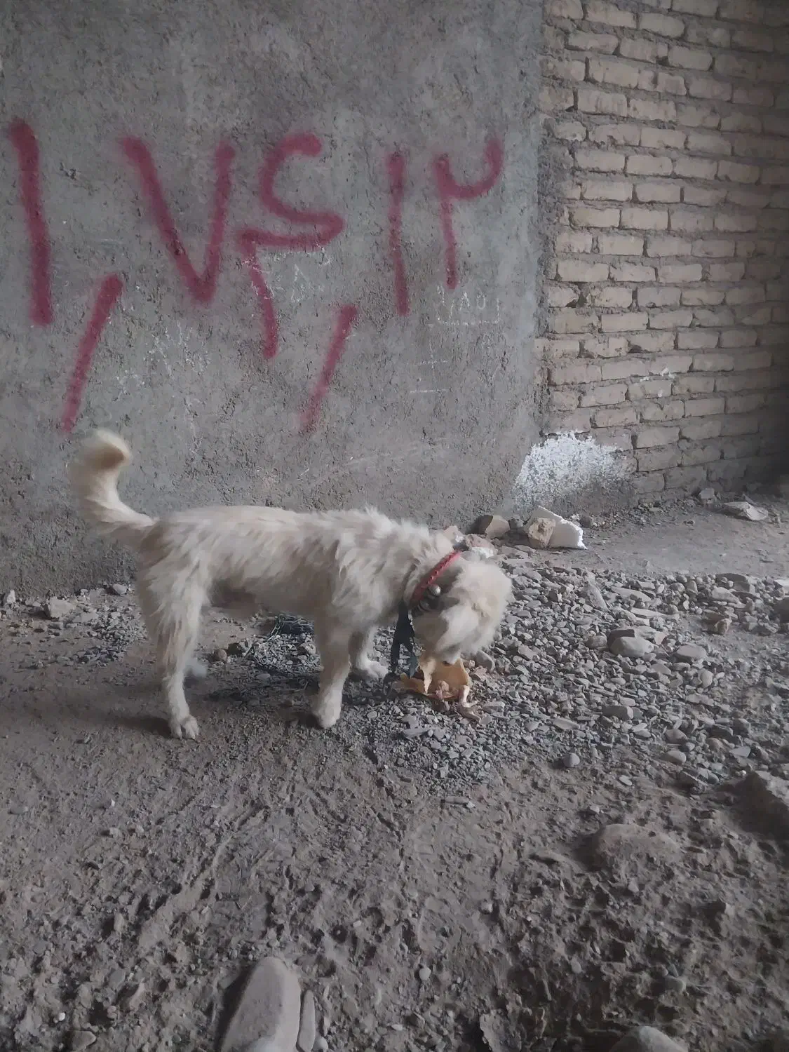 سگ پاکوتاه|سگ|نیشابور, شهرک فرهنگیان|دیوار