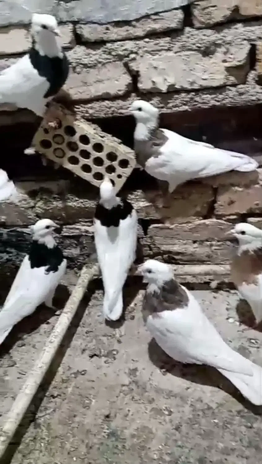 کبوتر طوقی|پرنده|مبارکه, |دیوار
