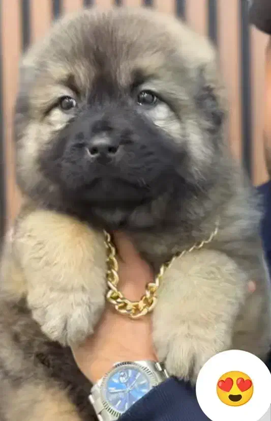 سگ چاو چاو|سگ|زنجان, |دیوار