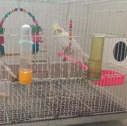 پرنده|پرنده|نیشابور, فیض آباد|دیوار