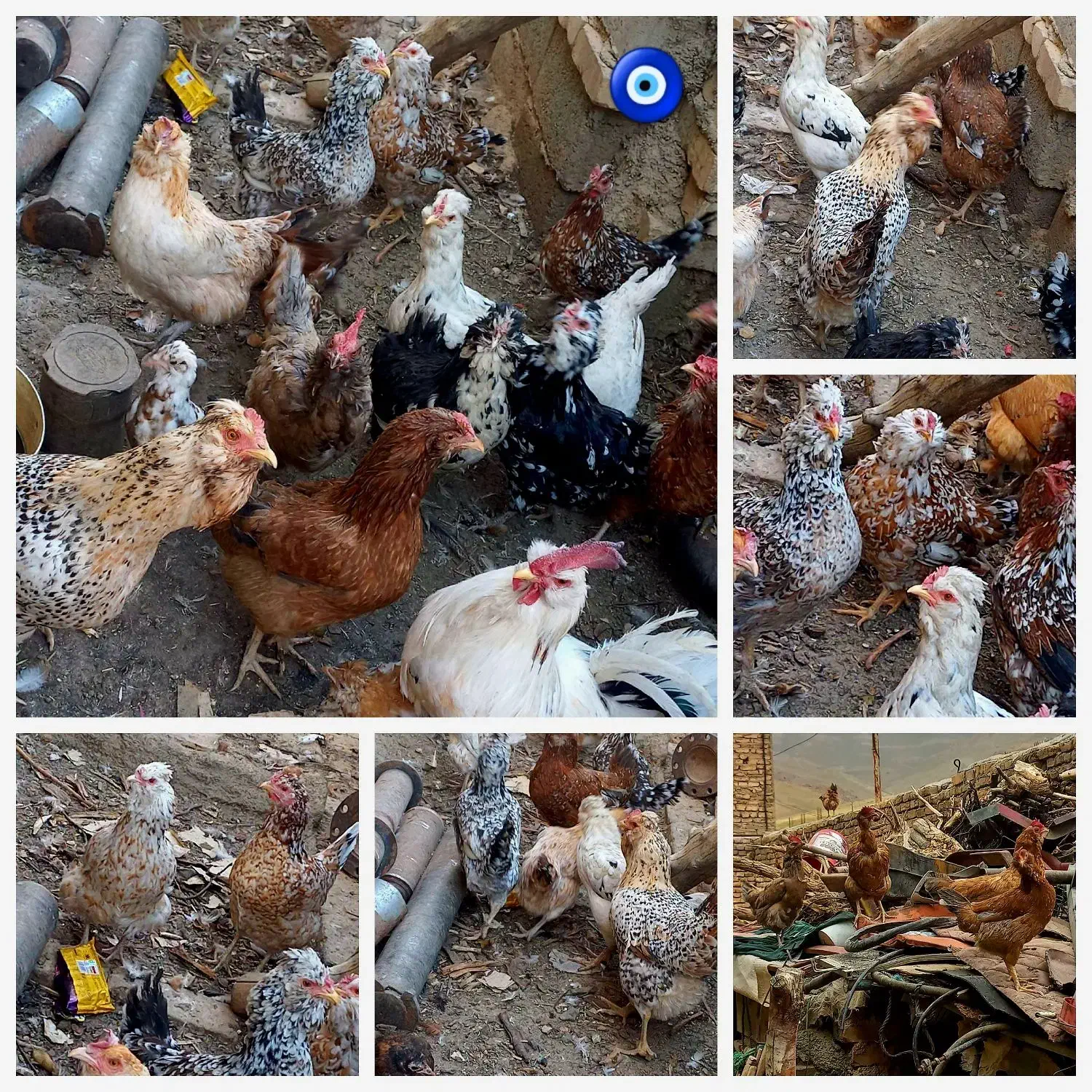 تخم مرغ نطفه دار گلین لری|حیوانات مزرعه|شهرکرد, |دیوار