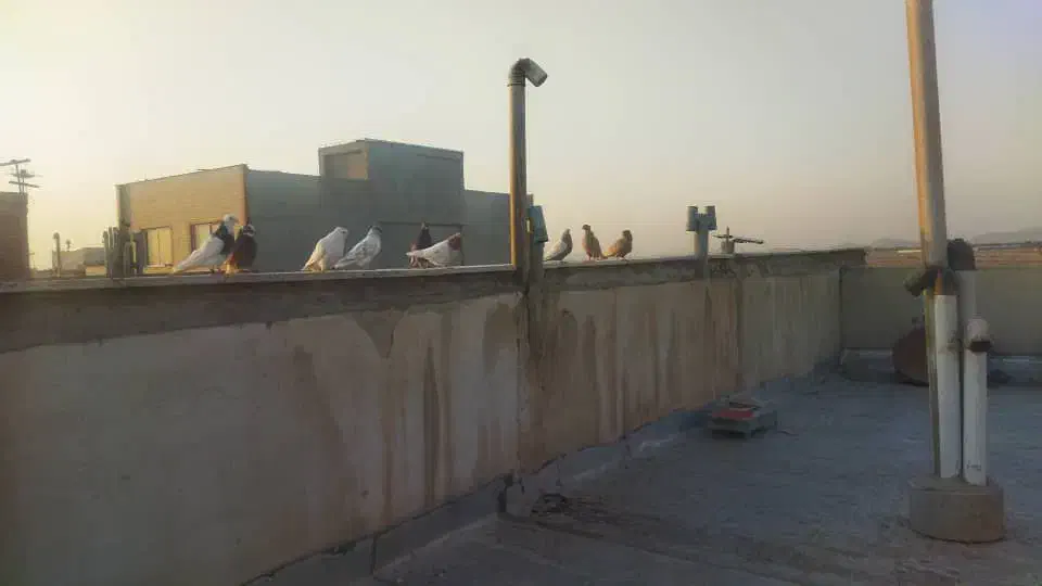 کبوتر پرشی|پرنده|شاهینشهر, شهرک گلدیس|دیوار