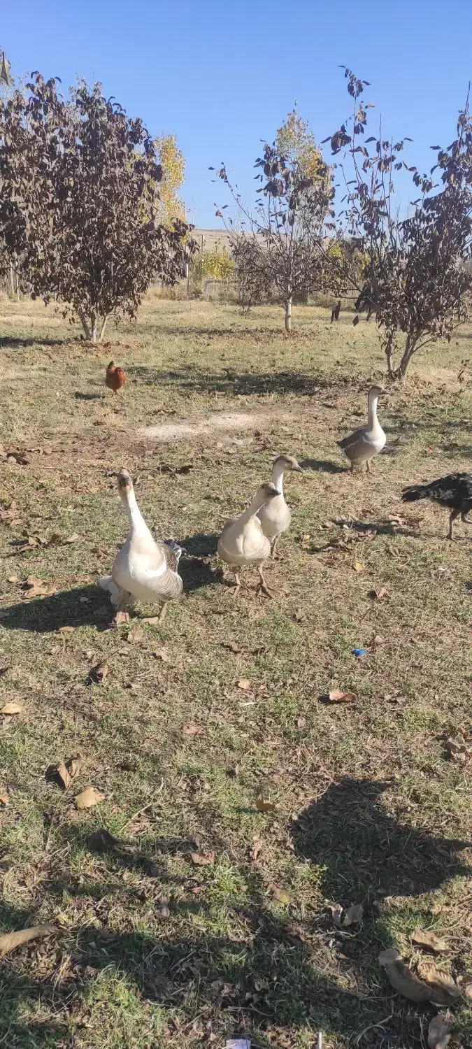 قو غاز محلی|حیوانات مزرعه|میاندوآب, |دیوار