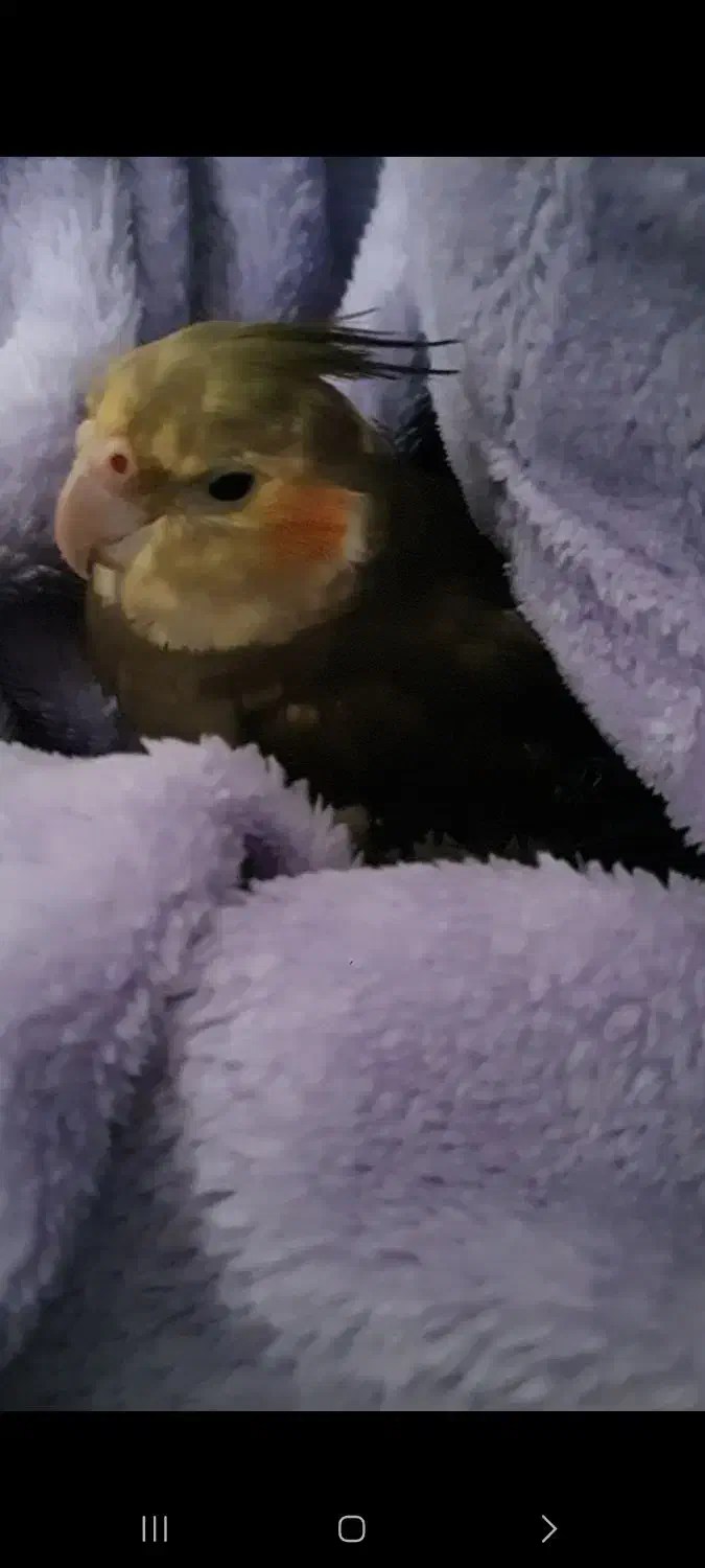 عروس هلندی گم شده|حیوانات|رامسر, |دیوار