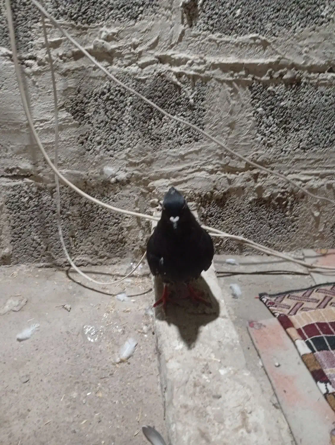 اشعل سیاه|پرنده|خرمشهر, |دیوار