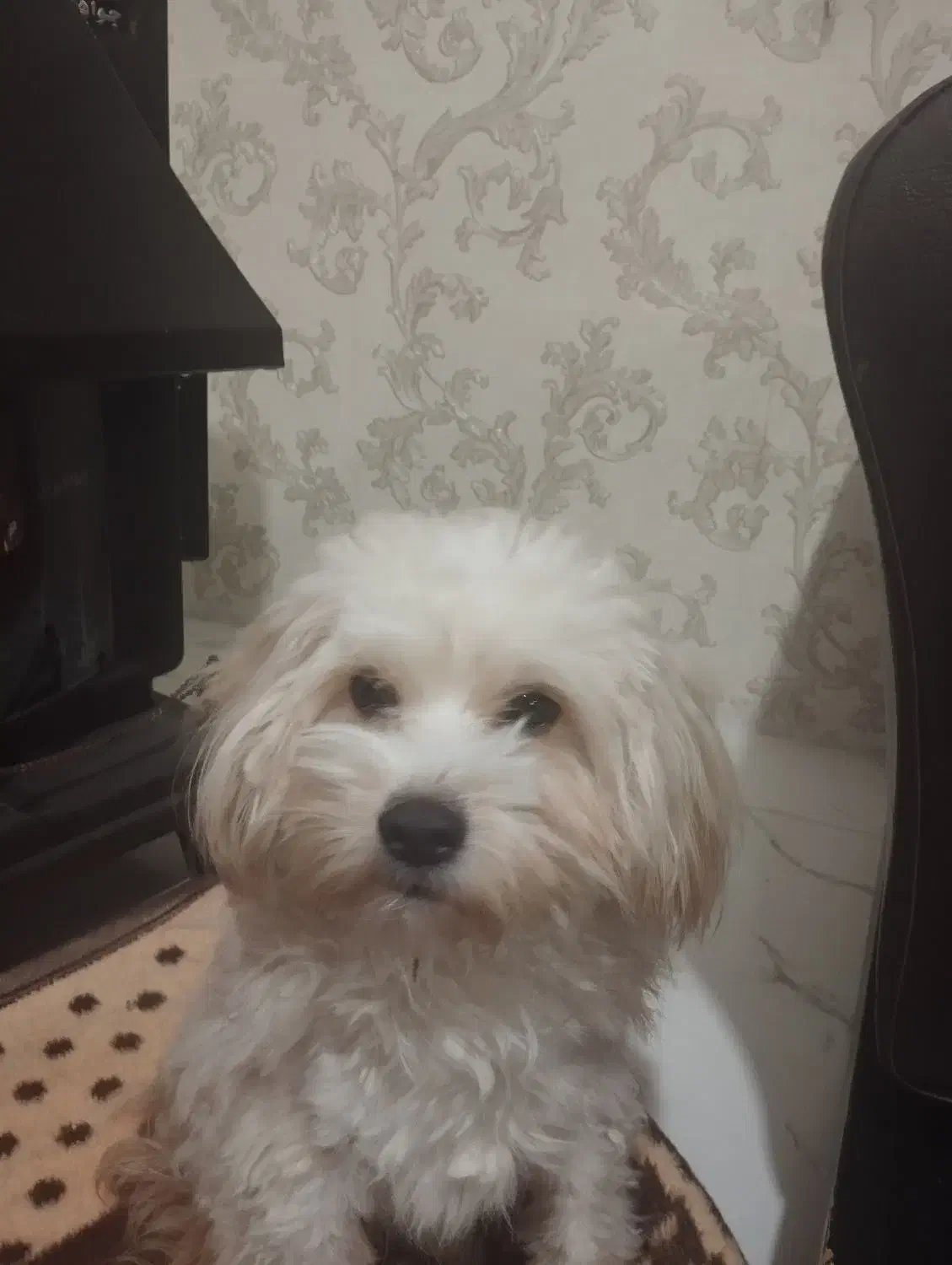 سگ شیتزو تریر|سگ|اردبیل, |دیوار