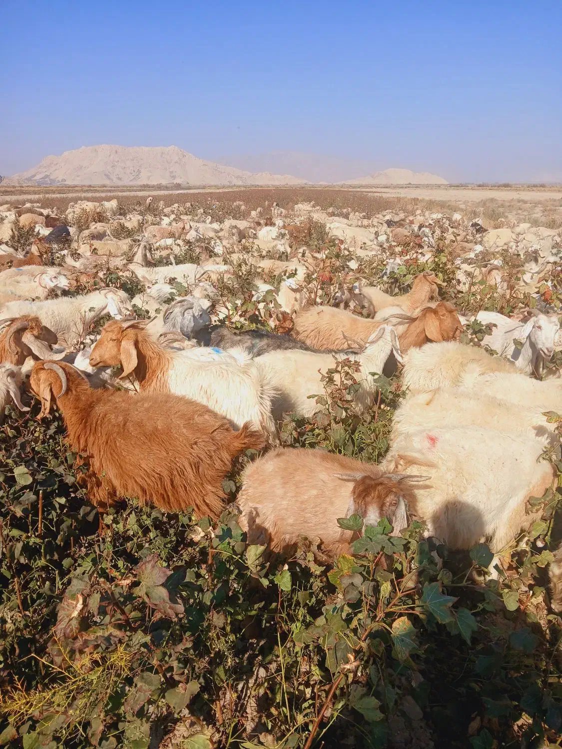 حیوانات|حیوانات مزرعه|ارزوئیه, |دیوار