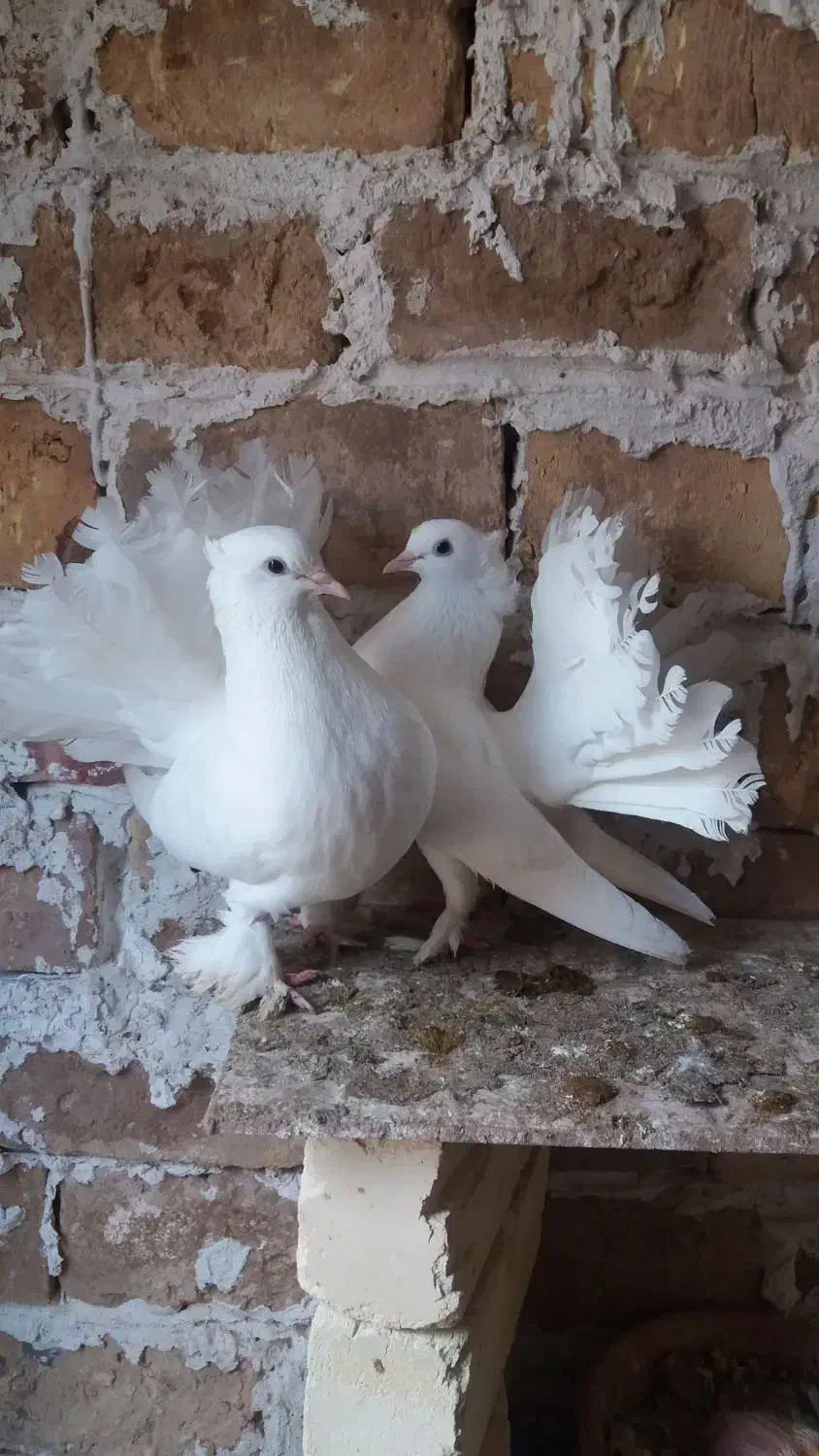 کفتر چتری|پرنده|آران و بیدگل, |دیوار