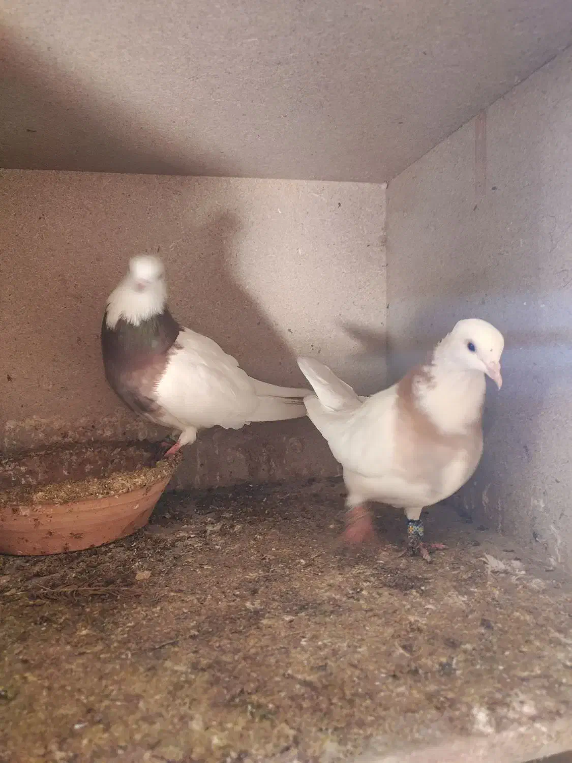 کبوترها فروشی|پرنده|گنبد کاووس, |دیوار