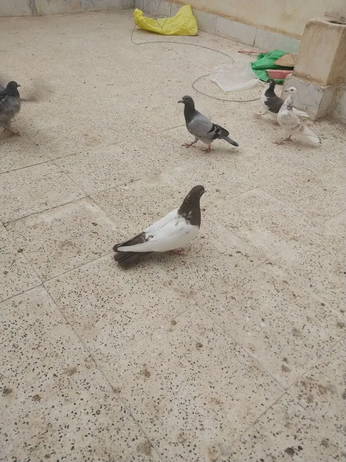 سینه سیاه، سینه مشکی، زاغ کاکلی|پرنده|مشهد, فارغ التحصیلان|دیوار