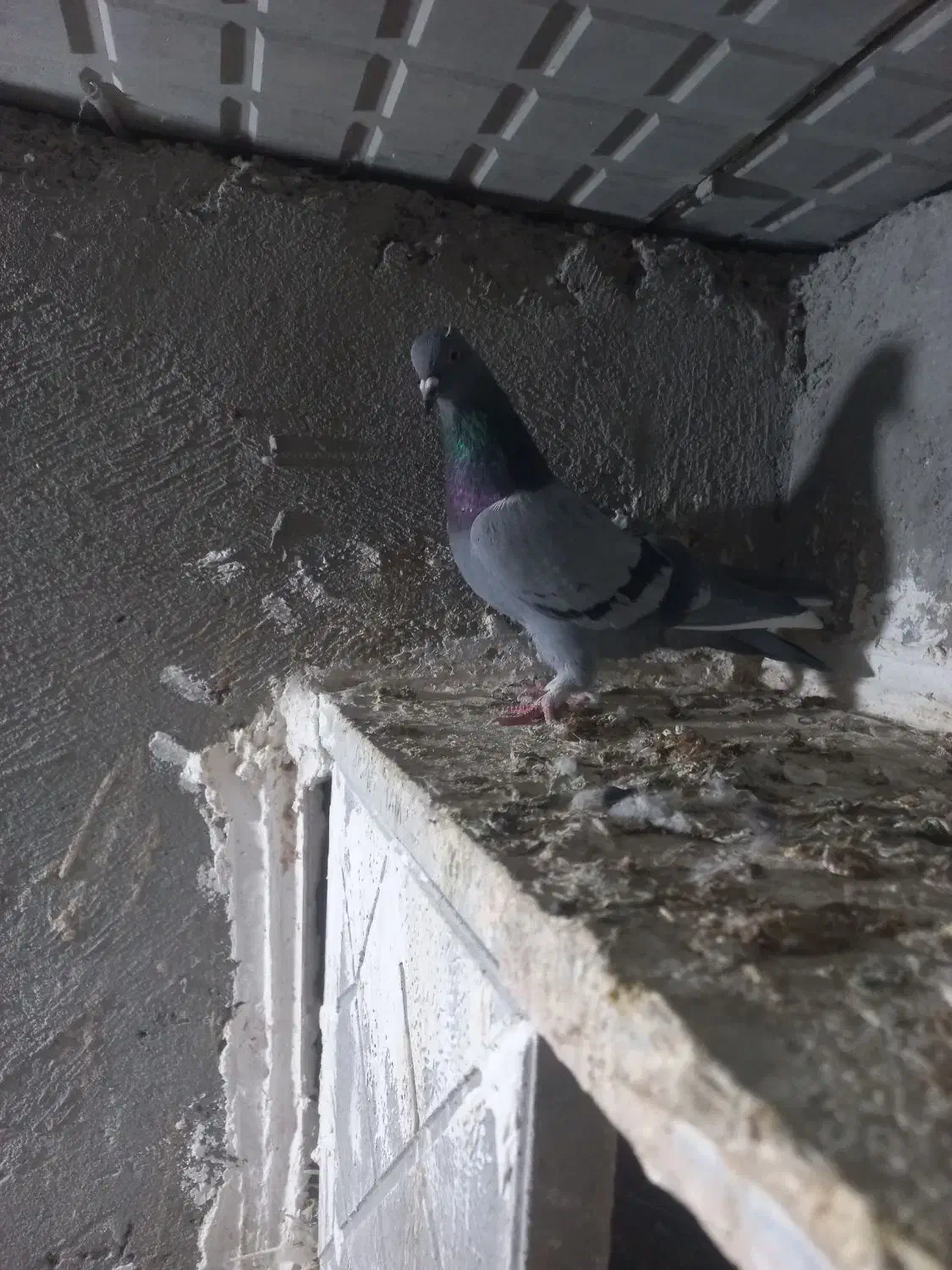 کبوتر همشون هم پرشی هم بازیدار|پرنده|اردبیل, |دیوار