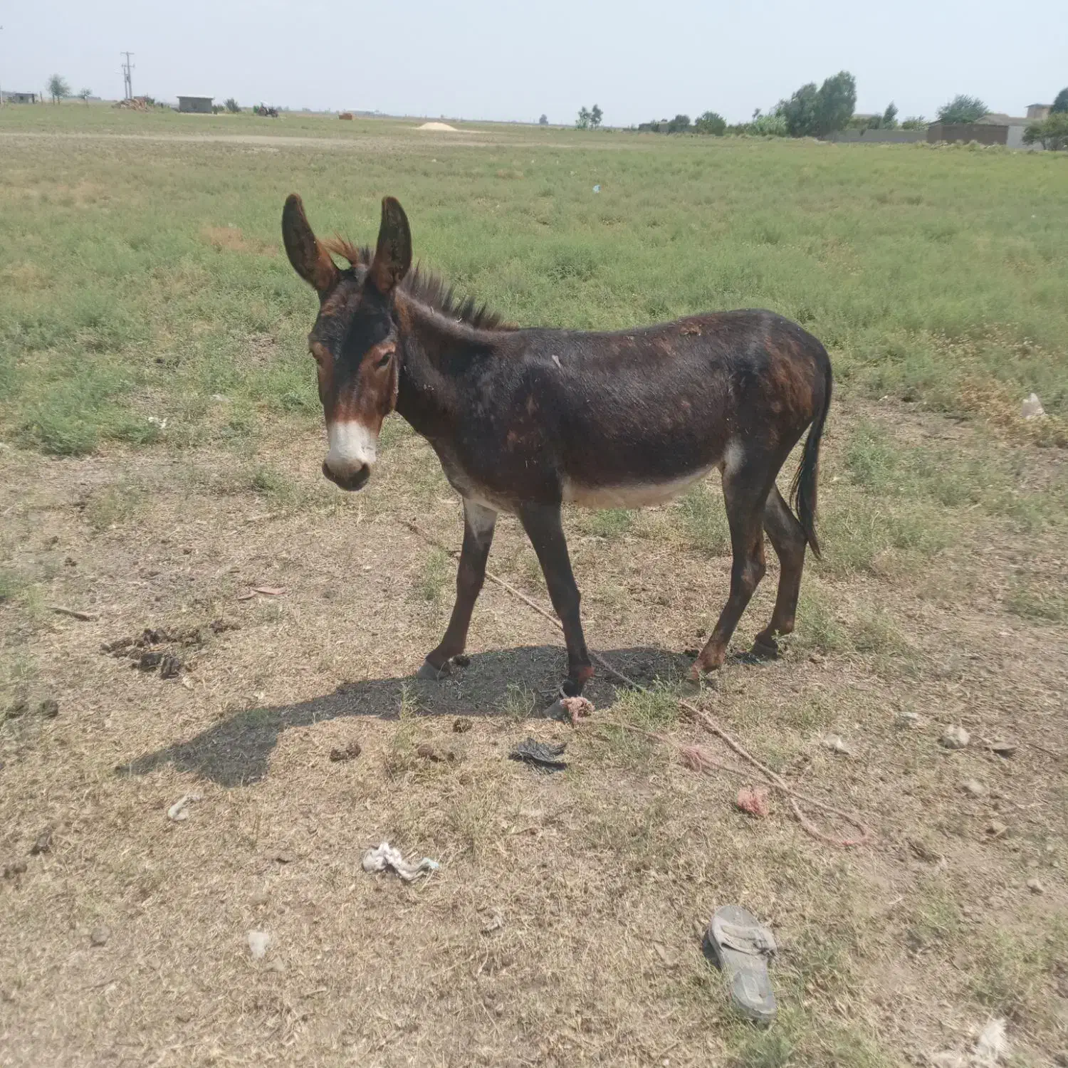 الاغ گوسفندی ارام|حیوانات مزرعه|رباطکریم, نوده|دیوار