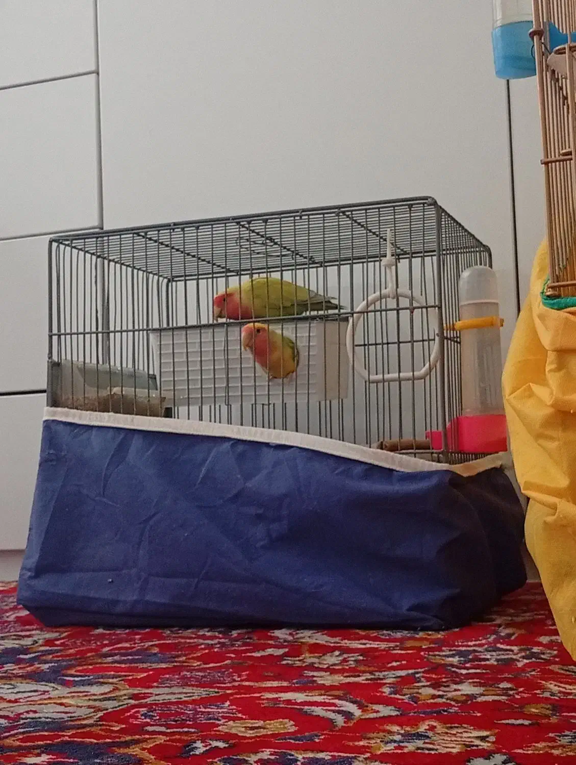 طوطی|پرنده|کامیاران, |دیوار