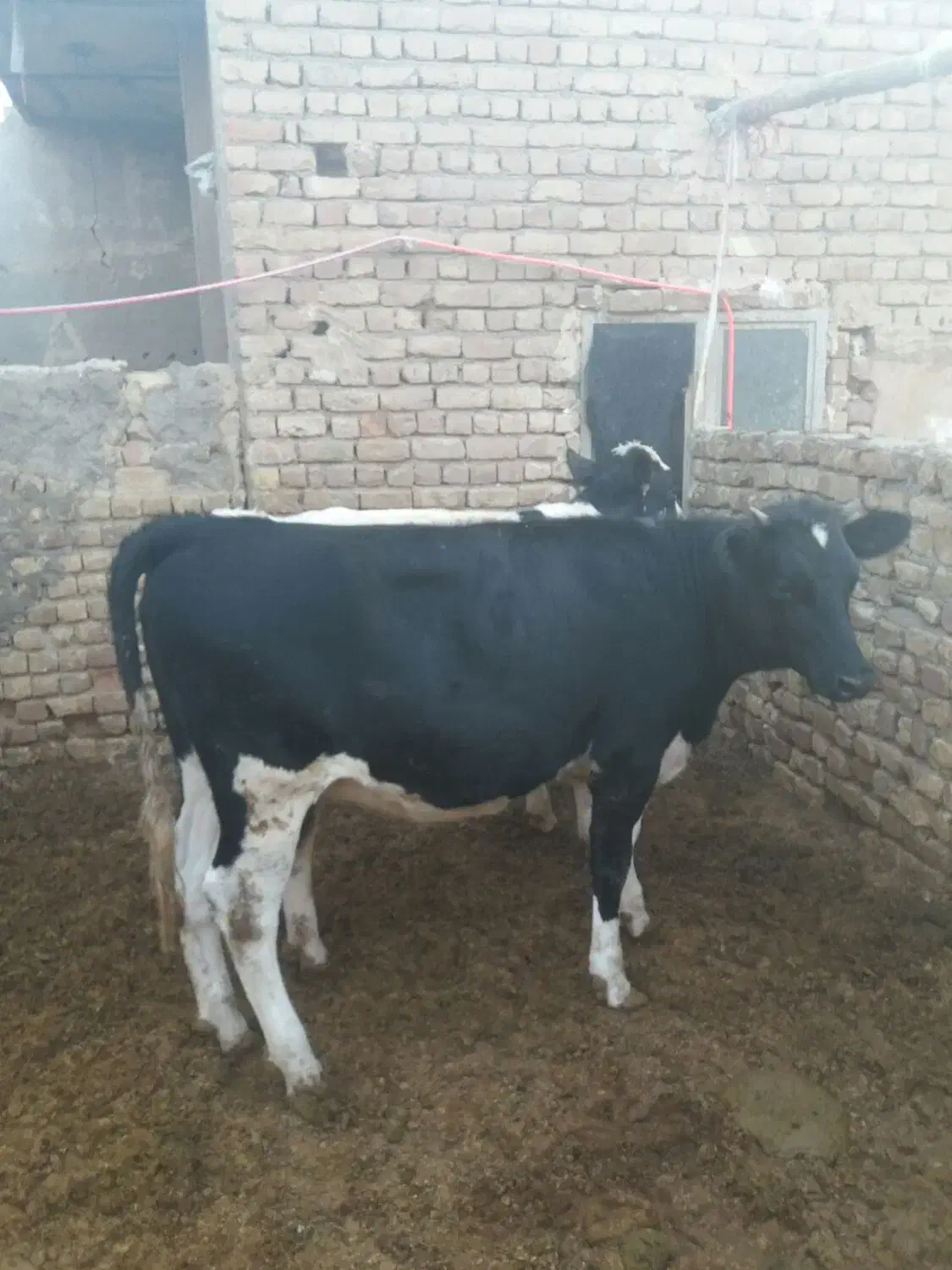 گاو تلیسه گوسال|حیوانات مزرعه|قم, الغدیر|دیوار