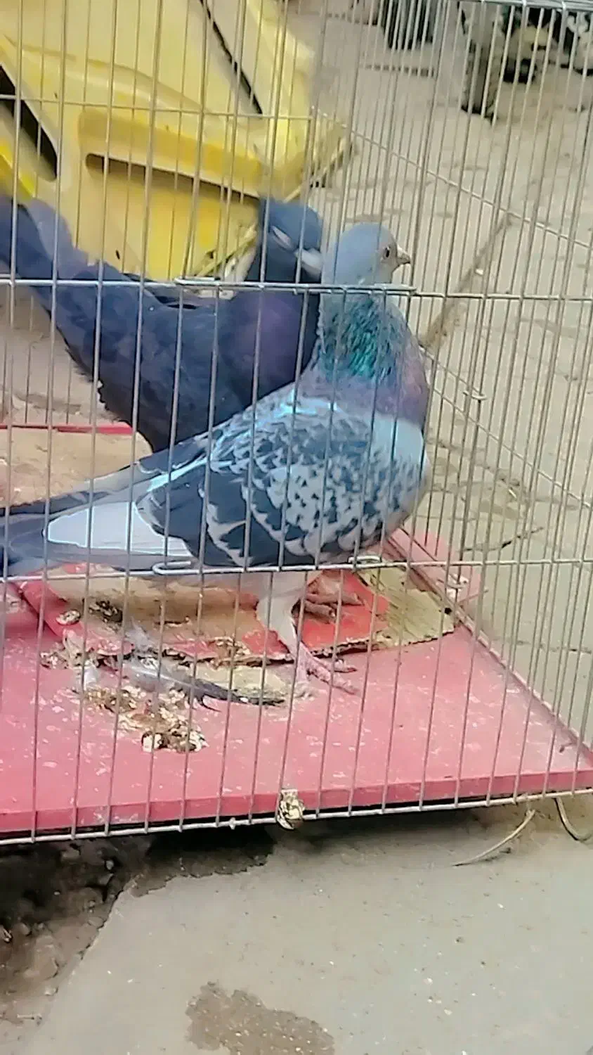 کبوتر زاغ آبادانی و پلاکی|پرنده|جیرفت, |دیوار