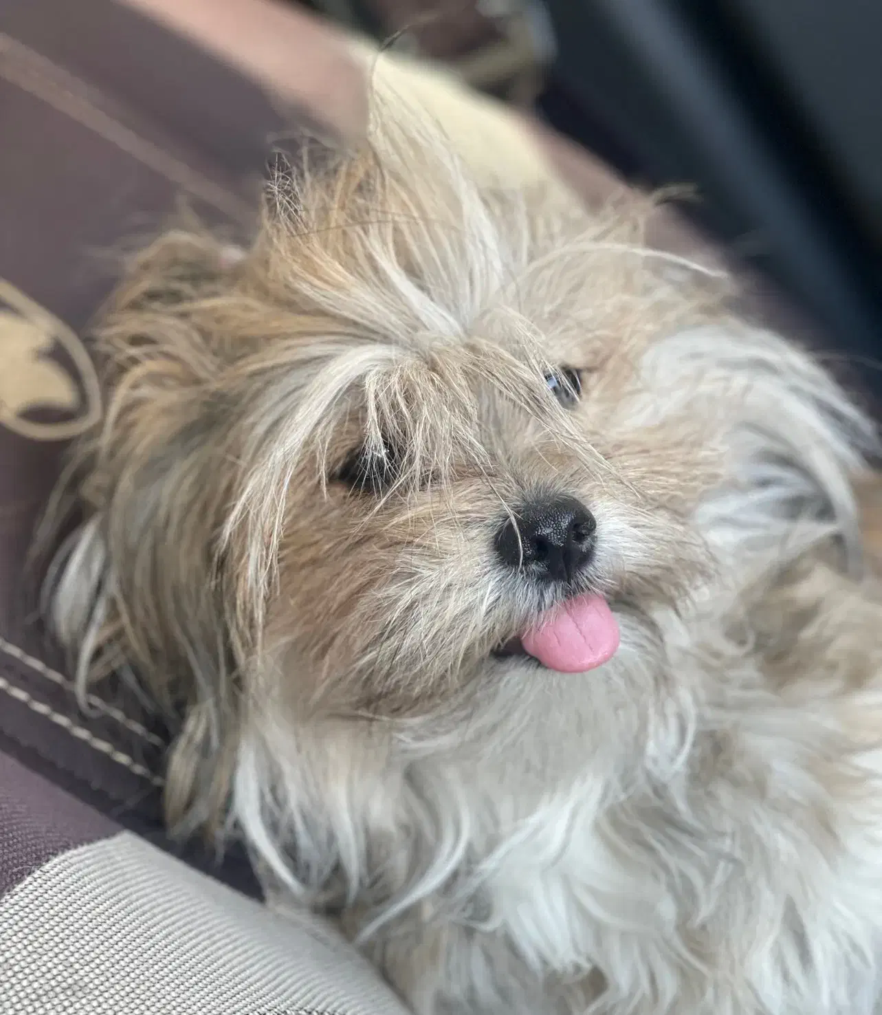 گمشده سگ ماده|حیوانات|کوه چنار, |دیوار