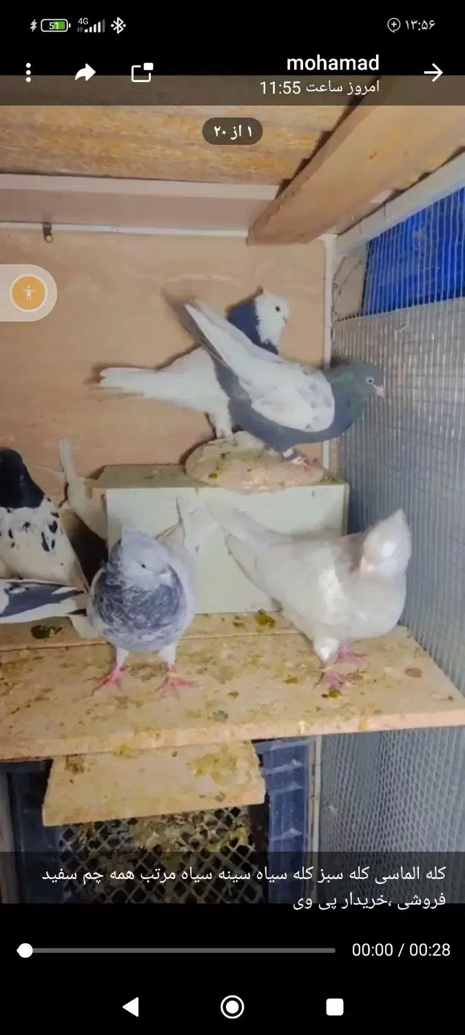 کله ،سینه|پرنده|مشهد, امام خمینی|دیوار