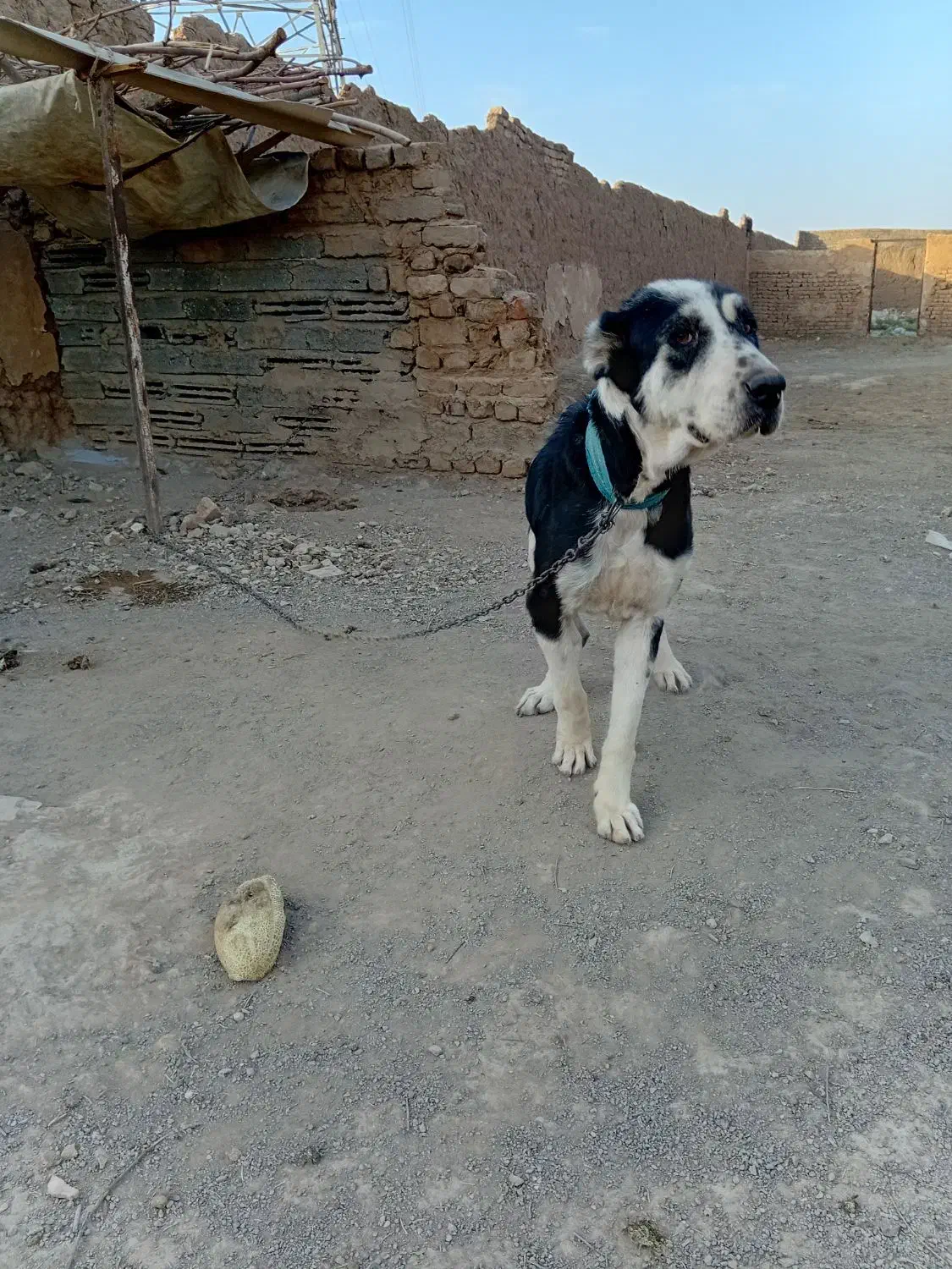 سگ سرابی|سگ|قم, نوقطار|دیوار