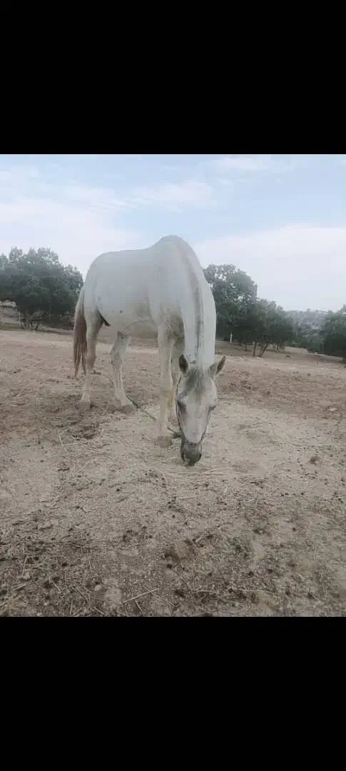 اسب|اسب و تجهیزات اسب‌سواری|چاروسا, |دیوار