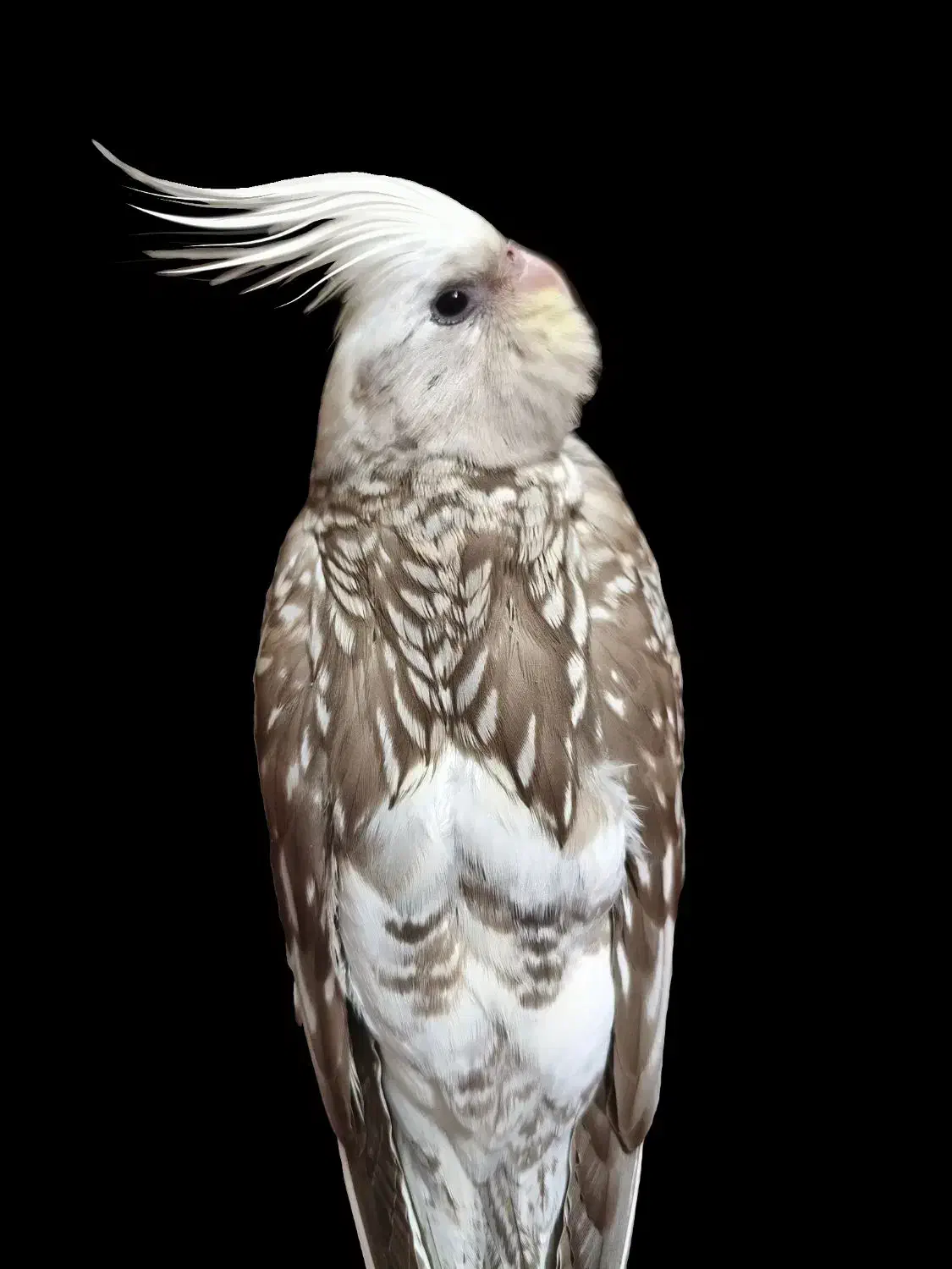 عروس هلندی گمشده|حیوانات|مشهد, سید رضی|دیوار